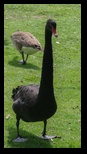 Kent - Leeds Castle -05-06-2014 - Bogdan Balaban